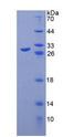 TLR8 Protein - Recombinant Toll Like Receptor 8 By SDS-PAGE