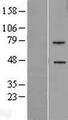 TLT2 / TREML2 Protein - Western validation with an anti-DDK antibody * L: Control HEK293 lysate R: Over-expression lysate