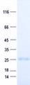 TM2D3 Protein