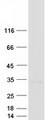 TM4SF20 Protein - Purified recombinant protein TM4SF20 was analyzed by SDS-PAGE gel and Coomassie Blue Staining