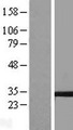 TM4SF9 / TSPAN5 Protein - Western validation with an anti-DDK antibody * L: Control HEK293 lysate R: Over-expression lysate