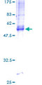 TM4SF9 / TSPAN5 Protein - 12.5% SDS-PAGE of human TSPAN5 stained with Coomassie Blue