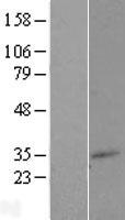 TM7SF2 Protein - Western validation with an anti-DDK antibody * L: Control HEK293 lysate R: Over-expression lysate