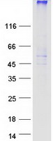 TM9SF1 Protein - Purified recombinant protein TM9SF1 was analyzed by SDS-PAGE gel and Coomassie Blue Staining