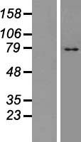 TM9SF4 Protein - Western validation with an anti-DDK antibody * L: Control HEK293 lysate R: Over-expression lysate