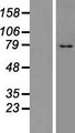 TM9SF4 Protein - Western validation with an anti-DDK antibody * L: Control HEK293 lysate R: Over-expression lysate