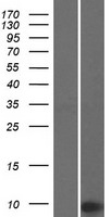 TMA7 / CCDC72 Protein - Western validation with an anti-DDK antibody * L: Control HEK293 lysate R: Over-expression lysate
