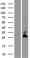 TMBIM4 / GAAP Protein - Western validation with an anti-DDK antibody * L: Control HEK293 lysate R: Over-expression lysate