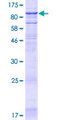 TMC4 Protein - 12.5% SDS-PAGE of human TMC4 stained with Coomassie Blue