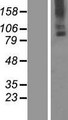 TMC6 Protein - Western validation with an anti-DDK antibody * L: Control HEK293 lysate R: Over-expression lysate