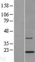TMCO2 Protein - Western validation with an anti-DDK antibody * L: Control HEK293 lysate R: Over-expression lysate