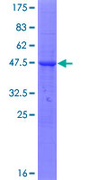 TMCO2 Protein - 12.5% SDS-PAGE of human TMCO2 stained with Coomassie Blue
