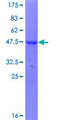 TMCO2 Protein - 12.5% SDS-PAGE of human TMCO2 stained with Coomassie Blue