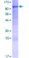 TMCO4 Protein - 12.5% SDS-PAGE of human TMCO4 stained with Coomassie Blue
