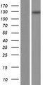 TMCO7 Protein - Western validation with an anti-DDK antibody * L: Control HEK293 lysate R: Over-expression lysate