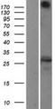 TMED10 / TMP21 Protein - Western validation with an anti-DDK antibody * L: Control HEK293 lysate R: Over-expression lysate