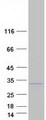 TMED6 Protein - Purified recombinant protein TMED6 was analyzed by SDS-PAGE gel and Coomassie Blue Staining