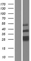 TMED7 Protein - Western validation with an anti-DDK antibody * L: Control HEK293 lysate R: Over-expression lysate