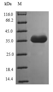 TMEFF1 / Tomoregulin 1 Protein - (Tris-Glycine gel) Discontinuous SDS-PAGE (reduced) with 5% enrichment gel and 15% separation gel.