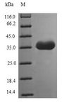 TMEFF1 / Tomoregulin 1 Protein - (Tris-Glycine gel) Discontinuous SDS-PAGE (reduced) with 5% enrichment gel and 15% separation gel.