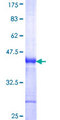 TMEFF1 / Tomoregulin 1 Protein - 12.5% SDS-PAGE Stained with Coomassie Blue.