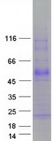 TMEFF1 / Tomoregulin 1 Protein - Purified recombinant protein TMEFF1 was analyzed by SDS-PAGE gel and Coomassie Blue Staining