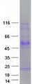TMEFF1 / Tomoregulin 1 Protein - Purified recombinant protein TMEFF1 was analyzed by SDS-PAGE gel and Coomassie Blue Staining