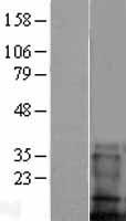 TMEM100 Protein - Western validation with an anti-DDK antibody * L: Control HEK293 lysate R: Over-expression lysate