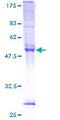 TMEM101 Protein - 12.5% SDS-PAGE of human MGC4251 stained with Coomassie Blue