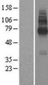 TMEM104 Protein - Western validation with an anti-DDK antibody * L: Control HEK293 lysate R: Over-expression lysate
