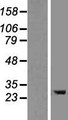 TMEM106B Protein - Western validation with an anti-DDK antibody * L: Control HEK293 lysate R: Over-expression lysate