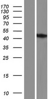 TMEM110-MUSTN1 Protein - Western validation with an anti-DDK antibody * L: Control HEK293 lysate R: Over-expression lysate