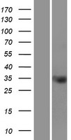 TMEM110 Protein - Western validation with an anti-DDK antibody * L: Control HEK293 lysate R: Over-expression lysate