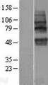 TMEM117 Protein - Western validation with an anti-DDK antibody * L: Control HEK293 lysate R: Over-expression lysate