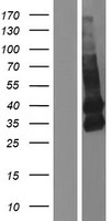 TMEM119 Protein - Western validation with an anti-DDK antibody * L: Control HEK293 lysate R: Over-expression lysate