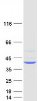 TMEM120A Protein - Purified recombinant protein TMEM120A was analyzed by SDS-PAGE gel and Coomassie Blue Staining