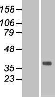TMEM120B Protein - Western validation with an anti-DDK antibody * L: Control HEK293 lysate R: Over-expression lysate