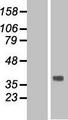 TMEM120B Protein - Western validation with an anti-DDK antibody * L: Control HEK293 lysate R: Over-expression lysate