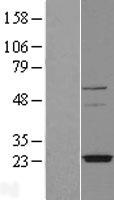 TMEM126A Protein - Western validation with an anti-DDK antibody * L: Control HEK293 lysate R: Over-expression lysate