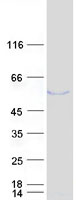 TMEM130 Protein - Purified recombinant protein TMEM130 was analyzed by SDS-PAGE gel and Coomassie Blue Staining