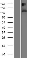 TMEM132A / HSPA5BP1 Protein - Western validation with an anti-DDK antibody * L: Control HEK293 lysate R: Over-expression lysate