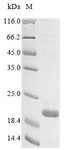 TMEM132A / HSPA5BP1 Protein - (Tris-Glycine gel) Discontinuous SDS-PAGE (reduced) with 5% enrichment gel and 15% separation gel.