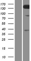 TMEM132C Protein - Western validation with an anti-DDK antibody * L: Control HEK293 lysate R: Over-expression lysate