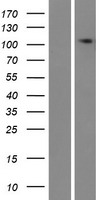 TMEM132E Protein - Western validation with an anti-DDK antibody * L: Control HEK293 lysate R: Over-expression lysate