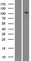 TMEM132E Protein - Western validation with an anti-DDK antibody * L: Control HEK293 lysate R: Over-expression lysate