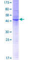 TMEM134 Protein - 12.5% SDS-PAGE of human TMEM134 stained with Coomassie Blue