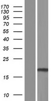 TMEM140 Protein - Western validation with an anti-DDK antibody * L: Control HEK293 lysate R: Over-expression lysate