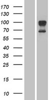 TMEM142A / ORAI1 Protein - Western validation with an anti-DDK antibody * L: Control HEK293 lysate R: Over-expression lysate
