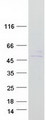 TMEM143 Protein - Purified recombinant protein TMEM143 was analyzed by SDS-PAGE gel and Coomassie Blue Staining