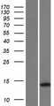 TMEM155 Protein - Western validation with an anti-DDK antibody * L: Control HEK293 lysate R: Over-expression lysate